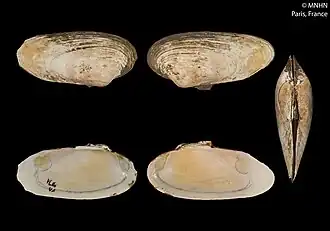 Christineconcha regab