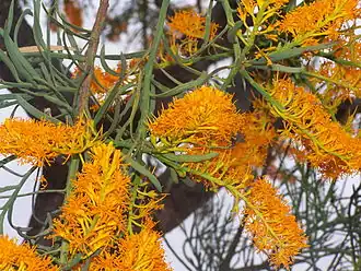 Nuytsia floribunda