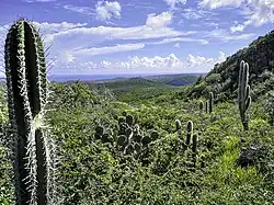Cactussen en andere vegetatie op de Christoffelberg