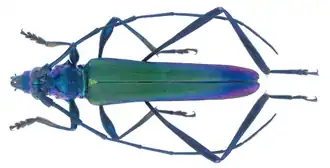 Chromacilla igneicollis