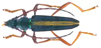 Chromalizus afer