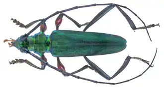 Chromalizus sjoestedti