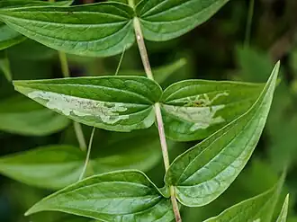 Chromatomyia gentianae