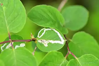 Chromatomyia lonicerae