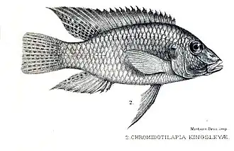 Chromidotilapia kingsleyae