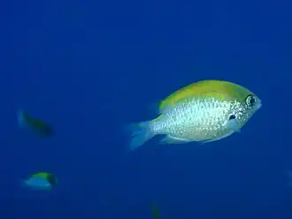Chromis klunzingeri