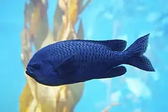Chromis punctipinnis