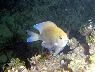 Chromis scotti