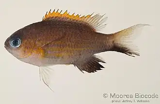 Chromis vanderbilti
