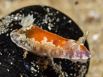 Chromodoris alternata