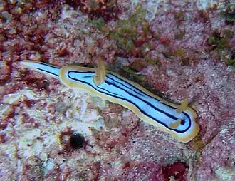 Chromodoris mariana