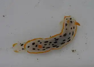Chromodoris orientalis