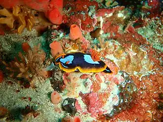 Chromodoris westraliensis