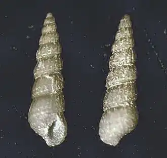 Chrysallida fenestrata