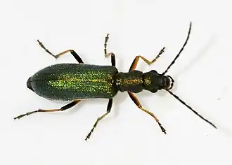 Chrysanthia geniculata