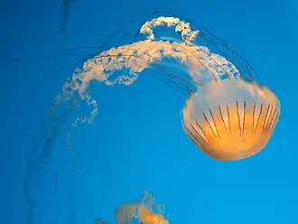 Chrysaora plocamia