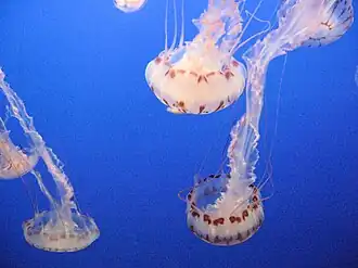 Chrysaora quinquecirrha