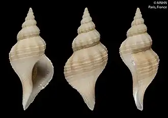 Chryseofusus scissus