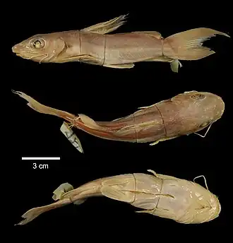 Chrysichthys macropterus