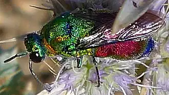 Chrysis splendidula