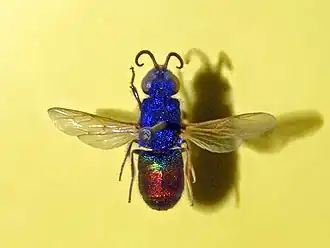Chrysis comparata