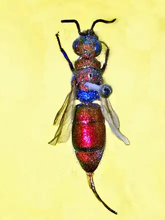 Chrysura cuprea