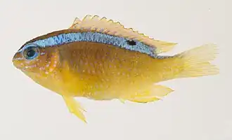 Chrysiptera brownriggii