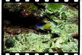 Chrysiptera rollandi