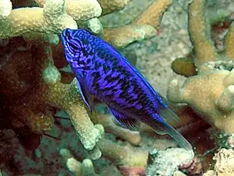 Chrysiptera springeri