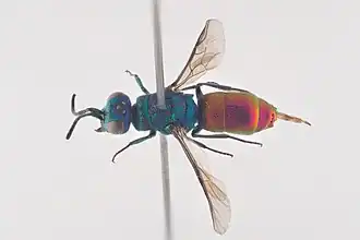 Chrysis angustula
