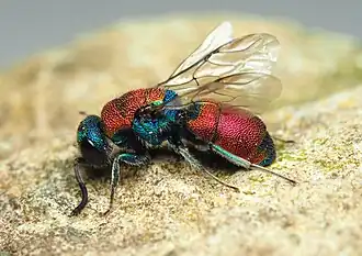 Chrysis chrysostigma