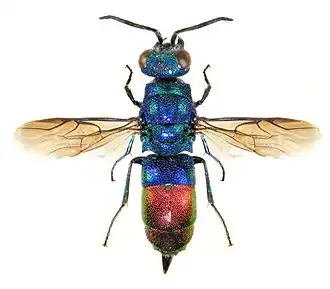Chrysis fulgida
