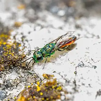 Chrysis gracillima