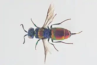 Chrysis illigeri