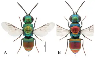 Chrysis lanceolata