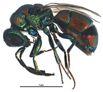 Chrysis leachii