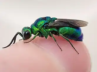 Chrysis lincea