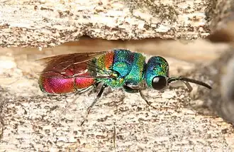 Chrysis scutellaris