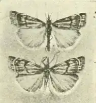 Chrysocrambus sardiniellus