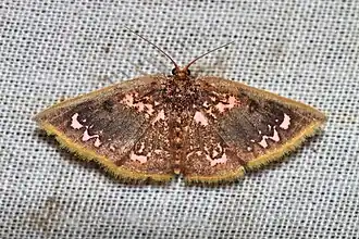 Chrysocraspeda abhadraca