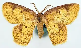 Chrysocraspeda cambogiodes