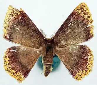 Chrysocraspeda comptaria