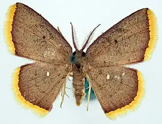 Chrysocraspeda concentrica