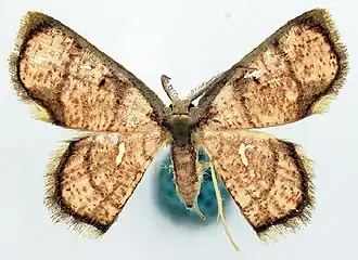 Chrysocraspeda elaeophragma