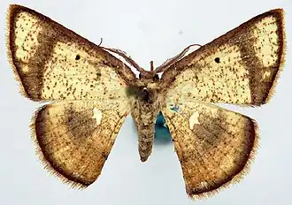 Chrysocraspeda eutmeta