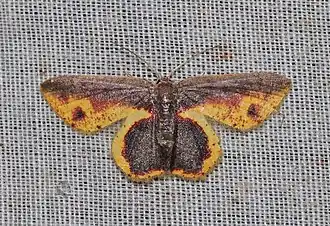 Chrysocraspeda mitigata