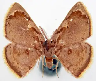 Chrysocraspeda praegriseata