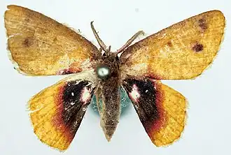 Chrysocraspeda rothschildi