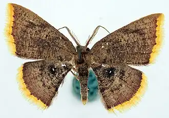 Chrysocraspeda semiocellata
