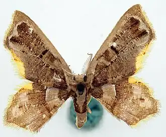 Chrysocraspeda uncimargo